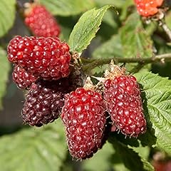 Hardy tayberry plant for sale  Delivered anywhere in UK