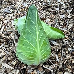 Greyhound cabbage seeds for sale  Delivered anywhere in UK
