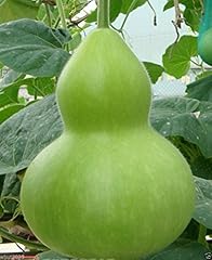 Giant bottle gourd for sale  Delivered anywhere in USA 