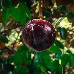Purple star apple for sale  Delivered anywhere in USA 