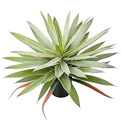 Briful fake plants for sale  Delivered anywhere in USA 