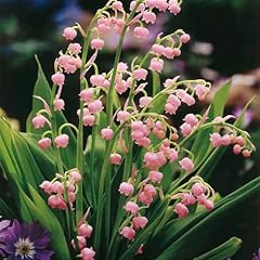 Votaniki pink lily for sale  Delivered anywhere in USA 