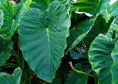Bulbs colocasia esculenta for sale  Delivered anywhere in USA 