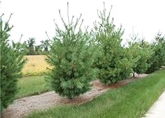 Eastern white pine for sale  Delivered anywhere in USA 