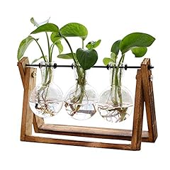 Xxxflower plant terrarium for sale  Delivered anywhere in USA 