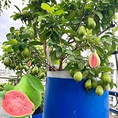 Pink guava plant for sale  Delivered anywhere in USA 