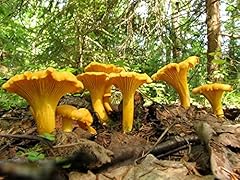 Seedsup 100 chanterelle for sale  Delivered anywhere in USA 