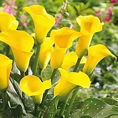 Votaniki gold rush for sale  Delivered anywhere in USA 