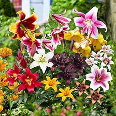 All summer lilien gebraucht kaufen  Wird an jeden Ort in Deutschland