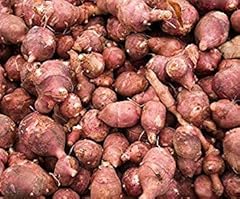 Tuber red fuseau for sale  Delivered anywhere in UK