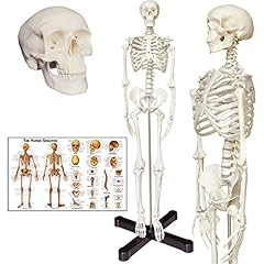 Human skeleton anatomy for sale  Delivered anywhere in USA 