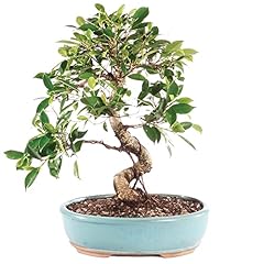 Brussel bonsai live for sale  Delivered anywhere in USA 