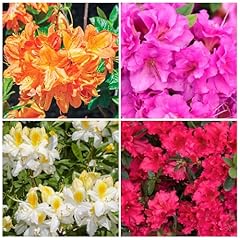 Seed mixed colorful for sale  Delivered anywhere in USA 