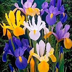 Iris hollandica mixed for sale  Delivered anywhere in UK