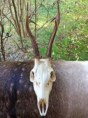 Deer skull antlers for sale  Delivered anywhere in UK