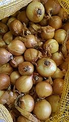 Justseed vegetable shallot for sale  Delivered anywhere in UK