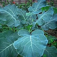 Georgia southern collard for sale  Delivered anywhere in UK