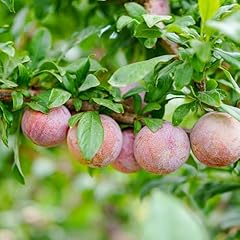 Apricot plum tree for sale  Delivered anywhere in USA 