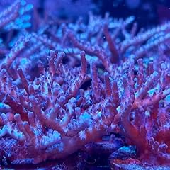 Live saltwater coral for sale  Delivered anywhere in USA 