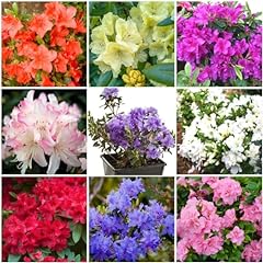 Dwarf rhododendron japanese for sale  Delivered anywhere in Ireland