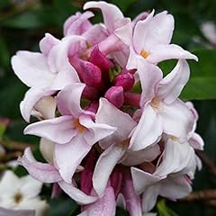 Garden daphne perfume for sale  Delivered anywhere in Ireland