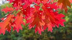 Red oak tree for sale  Delivered anywhere in USA 