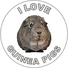 Love guinea pigs for sale  Delivered anywhere in UK