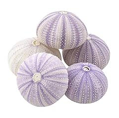 Sea urchin purple for sale  Delivered anywhere in USA 