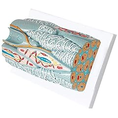 Dytah myocardial tissue for sale  Delivered anywhere in UK