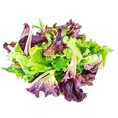 Salad plants lettuce for sale  Delivered anywhere in UK