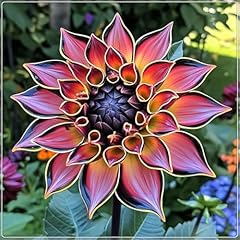 Dahlia pompon gartenzwiebeln gebraucht kaufen  Wird an jeden Ort in Deutschland