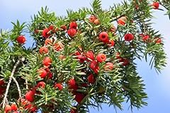 Seeds pacific yew for sale  Delivered anywhere in USA 