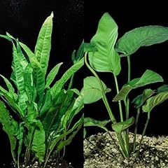 Java fern anubias for sale  Delivered anywhere in USA 