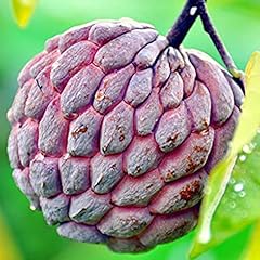 Qauzuy garden annona for sale  Delivered anywhere in USA 