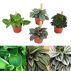 Peperomia plant mix for sale  Delivered anywhere in UK