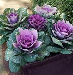 Seeds ornamental cabbage for sale  Delivered anywhere in UK