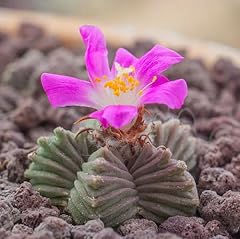 Semi fiori rosa usato  Spedito ovunque in Italia 
