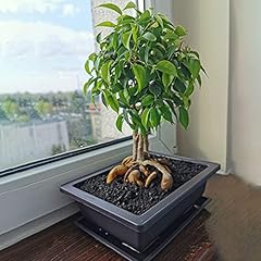 Pcs bonsai training for sale  Delivered anywhere in Ireland