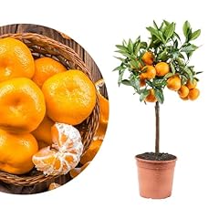 Rangerie satsuma mandarine gebraucht kaufen  Wird an jeden Ort in Deutschland