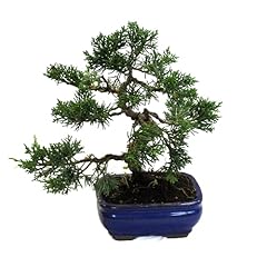 Kentis bonsai ginepro usato  Spedito ovunque in Italia 