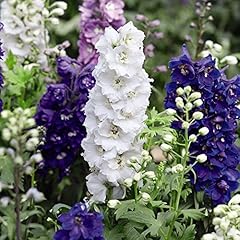 Delphinium magic fountains for sale  Delivered anywhere in UK