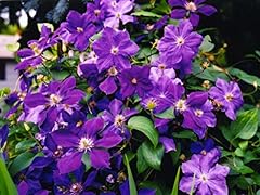 Clematis president seeds for sale  Delivered anywhere in UK