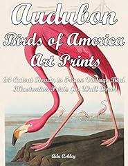 Audubon birds america for sale  Delivered anywhere in USA 