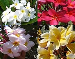 Hawaiian plumeria plant for sale  Delivered anywhere in USA 