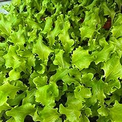 Batavia salat grün gebraucht kaufen  Wird an jeden Ort in Deutschland
