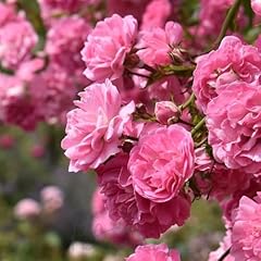 Peter beales roses for sale  Delivered anywhere in UK