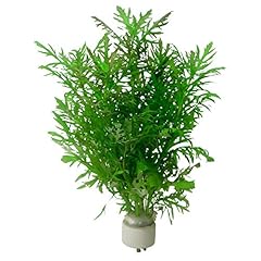 Live aquarium plants for sale  Delivered anywhere in USA 