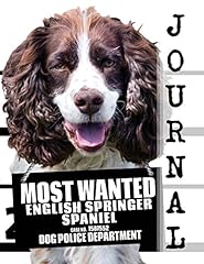 Wanted english springer for sale  Delivered anywhere in USA 