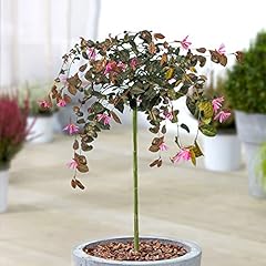 Loropetalum chinense fire for sale  Delivered anywhere in UK