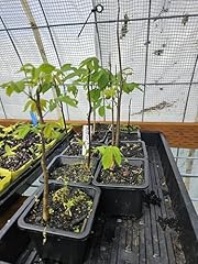 Live butternut tree for sale  Delivered anywhere in USA 